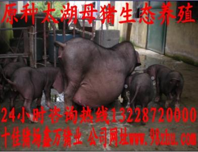 北京太湖母猪价格