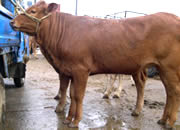 小牛犊养殖品种养肉牛肉牛犊最新品种