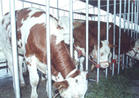 良种肉牛养殖基地养牛技术养牛利润
