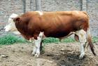 西门塔尔牛价格及饲养
