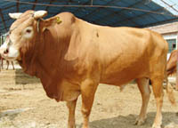 黄牛养殖机基地黄牛肉牛市场黄牛价格黄牛效