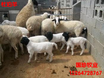 济宁杜泊绵羊养殖基地卖杜泊绵羊