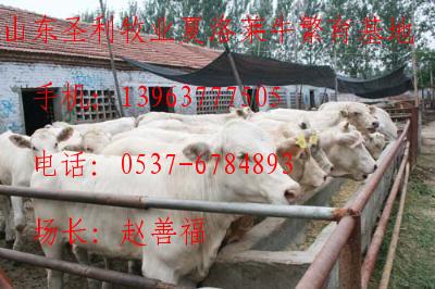 肉牛养殖技术 波尔山羊养殖 山东圣利牧业