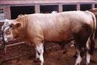 夏洛莱牛改良肉牛育肥小公牛肉牛犊