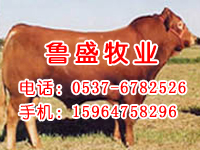 养肉牛种的价格行情走势怎么样-养牛的经济