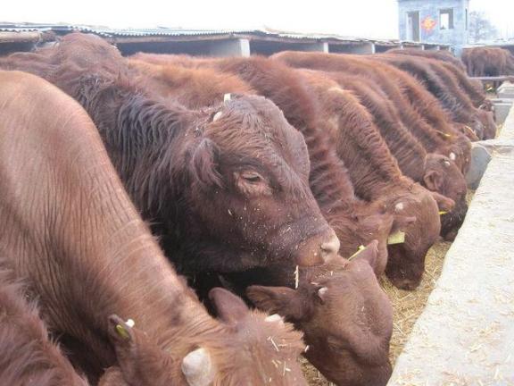 鲁西黄牛价格上涨趋势
