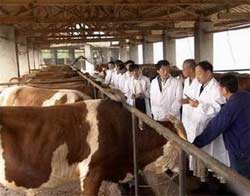 中国养牛业湖南养牛场肉牛的价格肉牛养殖