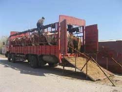 买好牛肉牛养殖基地山东肉牛养殖总场