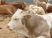 钦州肉牛养殖场什么地方有肉牛犊卖