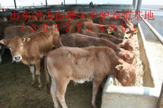 周口养殖肉牛选什么品种肉牛犊比较好
