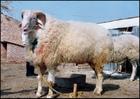养牛场	如何养羊养羊怎么样养羊技术