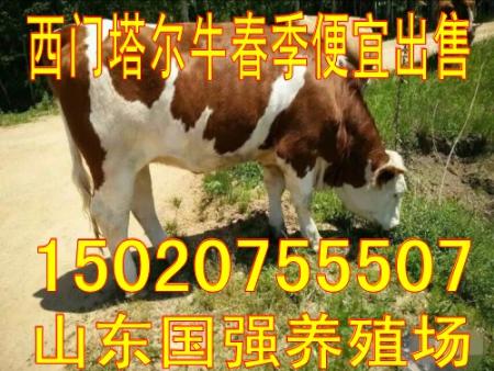 5万能买多少头牛犊