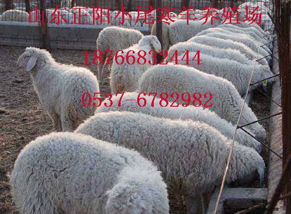 贵州小尾寒羊羊苗价格 贵州小尾寒羊种羊价格