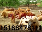 山东肉牛养殖场肉牛养殖基地提供全面的肉牛