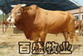 肉牛养殖肉牛信息肉牛肉牛市场行