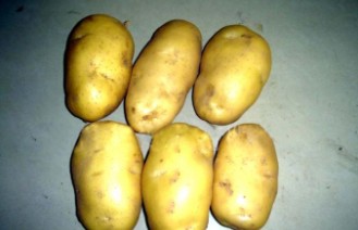 荷兰土豆 2-4两出口级别