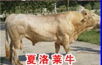 小牛犊价格 牛犊价格 养殖介绍