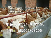 肉牛价格-山东肉牛养殖基地