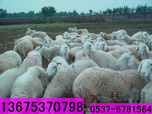 小尾寒羊标准化养殖 小肉羊的饲养成本