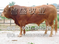 我要养肉牛在天津什么地方可以买到肉牛