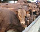 河南肉牛价格肉牛养殖效益