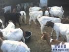 滨州养殖波尔山羊效益分析