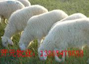 山东开元牧业肉羊养殖场肉羊养殖技术养