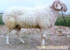 肉羊养殖效益如何