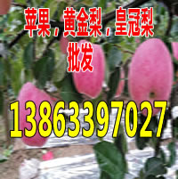 牡丹江2017年嘎拉苹果一斤多少钱