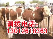 云南临沧2011年肉牛行情 临沧哪里卖品
