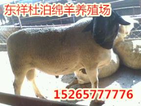 波尔山羊育肥杜泊羊苗400-0537-280