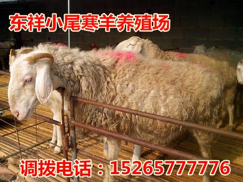 小尾寒羊幼崽波尔山羊杂交羊400-0537-280