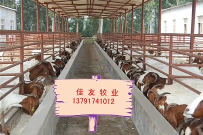 临夏肉羊养殖场-信息已点击67126次