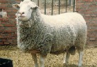 养牛场	羊的长势什么羊出肉率高