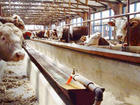 凭祥肉牛养殖场波尔山羊肉驴养殖基地