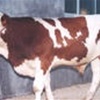 肉牛养殖技术肉牛养殖前景肉牛养殖利