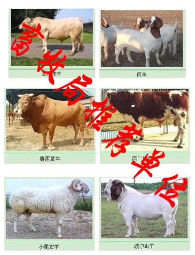2013年最新波尔山羊种羊价格哪里有纯种的波尔山羊