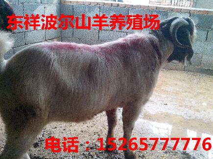 九江肉驴养殖技术销售电话15265777776