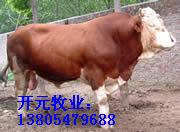 改良肉牛增加养牛效益山东开元牧业