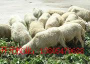 科学养羊养羊技术肉羊养殖
