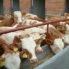 肉牛养殖场建设 肉牛养殖基地 养殖肉牛的