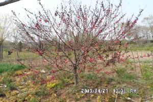 矮化樱桃苗吉塞拉6号当年种树次年见果