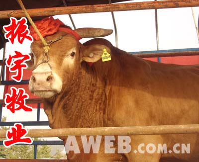 江苏肉牛养殖场肉牛价格品种河南河北江西江