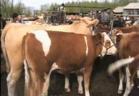 肉牛养殖技术规程 肉牛养殖技术视频 农业