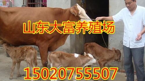 鲁西黄牛小牛犊8