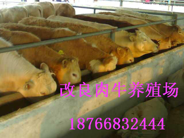 安徽阜阳肉牛养殖场-安徽阜阳哪里有种牛养殖基地