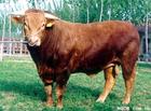 牛犊有几个品种 该养那个品种的肉牛
