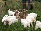 养羊业 养羊学 养羊场 改良波尔山羊