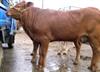 养牛的饲料有那些养牛技术-养牛视频