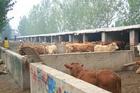 牛场建设图 肉牛养殖技术 云南菜牛
